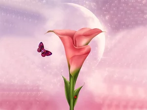 butterfly, Colourfull Flowers, Kalia