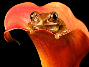 strange frog, Flower, Kalia