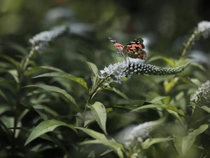 Flowers, Buddleia, Painted Lady, White, butterfly