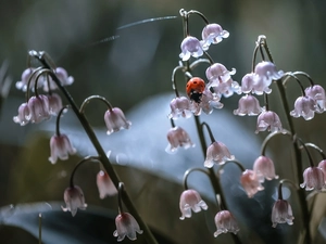 ladybird, Flowers, lilies