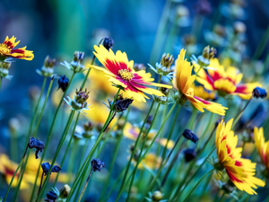 Meadow, Flowers, Tickseed Ladybird