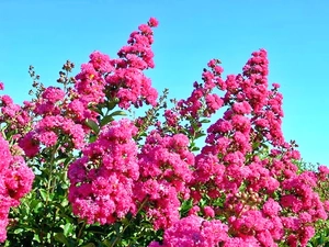Lagerstroemia, Pink
