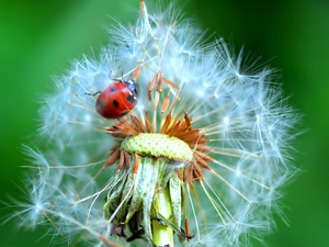 ladybird, Common Dandelion