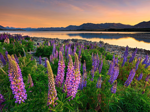 lupine, New Zeland, Stones, The Hills, Great Sunsets, Tekapo Lake