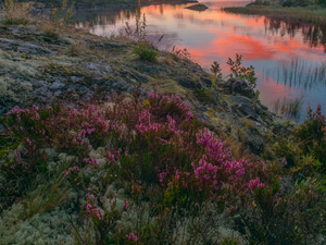 rocks, coast, heathers, lake