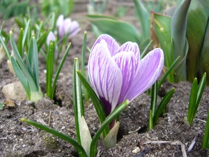 land, Violet, crocus