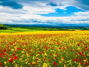 landscape, Meadow, papavers