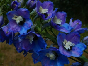 larkspur, Flowers, Blue