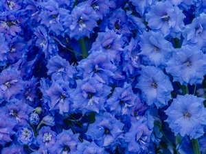 larkspur, Blue, Flowers