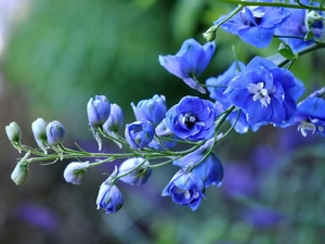 larkspur, Blue, Flowers