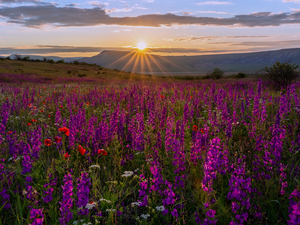 larkspur, Meadow, Mountains, rays of the Sun, papavers, Flowers