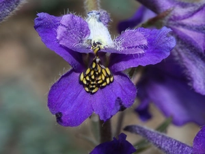 larkspur