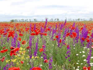 Larkspurs, Meadow, papavers