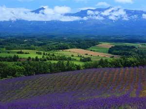 viewes, Mountains, lavender, clouds, Field, trees