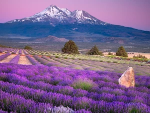 lavender, Mountains, cultivation