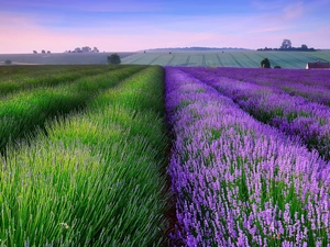 Field, lavender