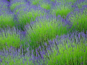 Field, lavender