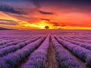 Great Sunsets, clouds, lavender, trees, Field