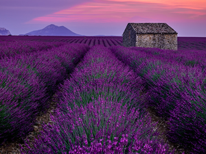 Field, brick, house, lavender