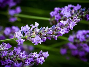 lavender, Twigs, Flower