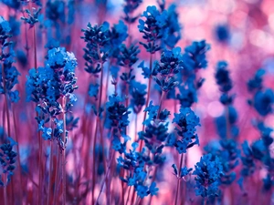 Flowers, lavender