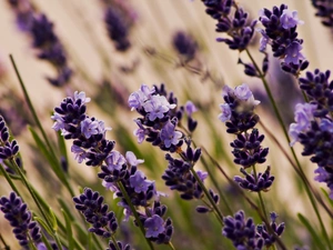 Flowers, lavender