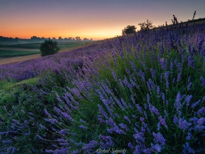 viewes, Great Sunsets, lavender, trees, Meadow