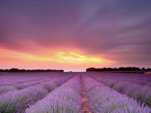 Great Sunsets, Field, lavender