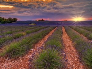 lavender, plantation, Field, trees, Provence, France, Great Sunsets, Valensole, viewes