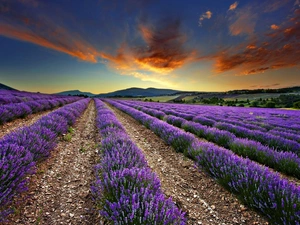 west, Field, lavender, sun