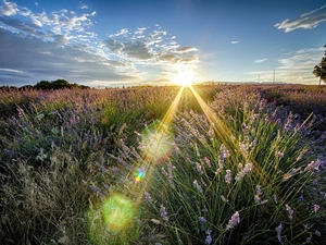 west, rays, lavender, sun