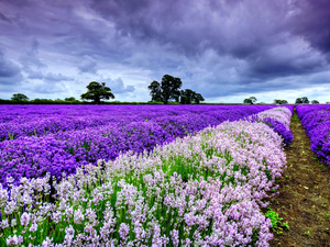 lavender