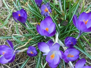 Lawn, Modrakowe, crocuses