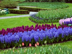 color, Park, Flowers, lawns, Hyacinths, Garden