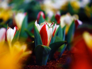 Leaf, Tulips, Buds