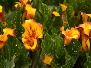 Leaf, Orange, Calla