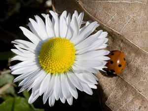 daisy, Gray, leaf, ladybird