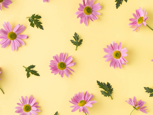 Chrysanthemums, Yellow, background, Leaf