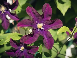 Leaf, Flowers, Clematis