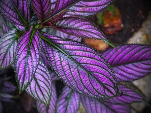 Leaf, plant, Coleus