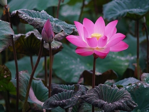 Leaf, drops, Colourfull Flowers, bud, lotus