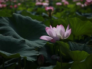 Leaf, ligh, shadow, sun, luminosity, lotus, Colourfull Flowers, flash