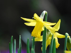 Leaf, Three, Daffodils