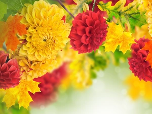 dahlias, Leaf