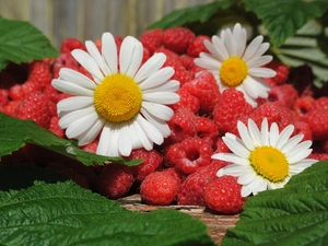 Leaf, raspberries, daisies