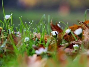 Leaf, droplets, daisies, dry, grass