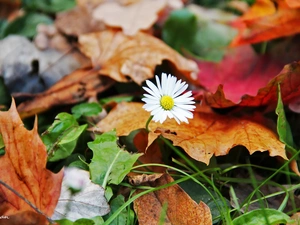 Leaf, daisy, dry