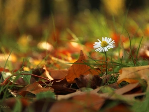 Leaf, daisy, dry