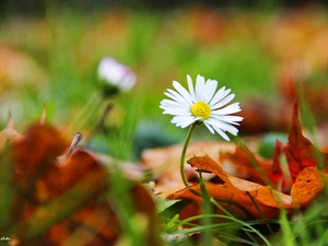 Leaf, daisy, dry