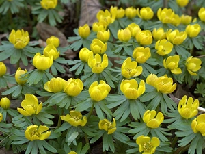 Eranthis, withered, Leaf, winter